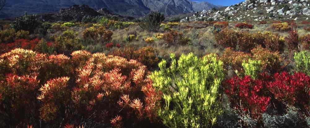 Cape Floral Region of South Africa